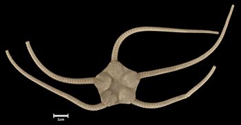 Media type: image;   Invertebrate Zoology OPH-455 Aspect: dorsal